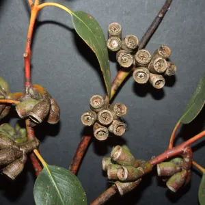 Eucalyptus grossa