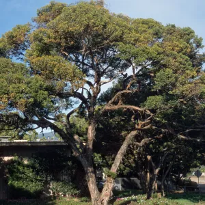 Eucalyptus lehmannii