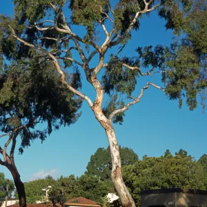 Eucalyptus leucoxylon 'Rosea'