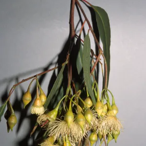Eucalyptus leucoxylon 
