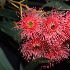 Eucalyptus leucoxylon 