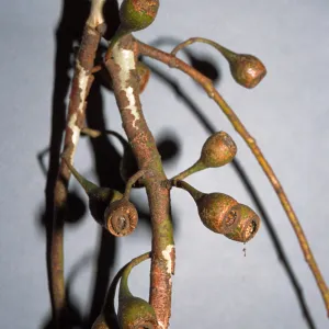 Eucalyptus leucoxylon 