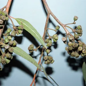 Eucalyptus macrandra