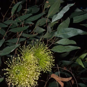 Eucalyptus megacornuta