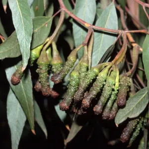 Eucalyptus megacornuta