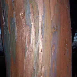 Eucalyptus megacornuta