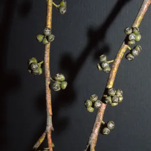 Eucalyptus nicholii