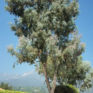 Eucalyptus polyanthemos