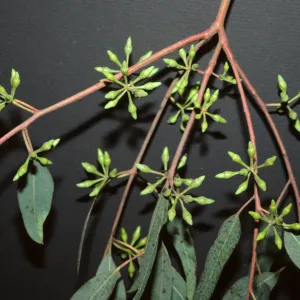 Eucalyptus punctata