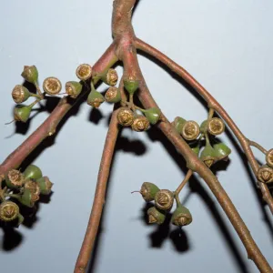 Eucalyptus punctata