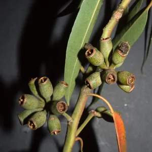 Eucalyptus robusta