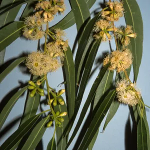 Eucalyptus saligna