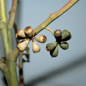 Eucalyptus saligna