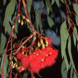 Eucalyptus sideroxylon