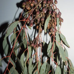Eucalyptus sideroxylon
