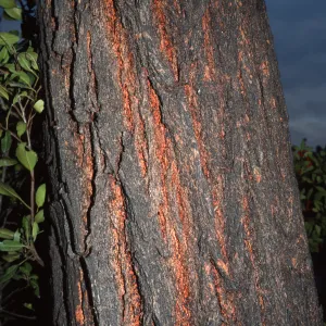 Eucalyptus sideroxylon