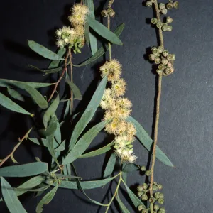 Eucalyptus spathulata