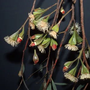 Eucalyptus steedmanii