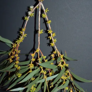 Eucalyptus stellulata