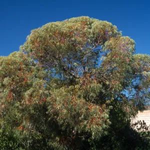 Eucalyptus torquata