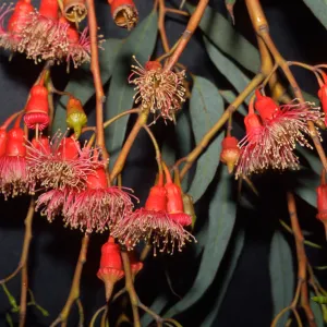 Eucalyptus torquata