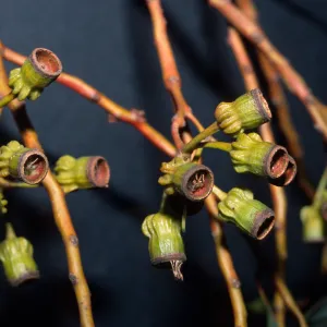 Eucalyptus torquata