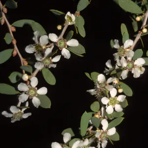 Leptospermum laevigatum