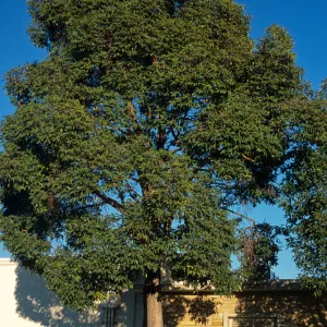 Lophostemon confertus