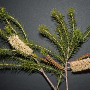 Melaleuca armillaris
