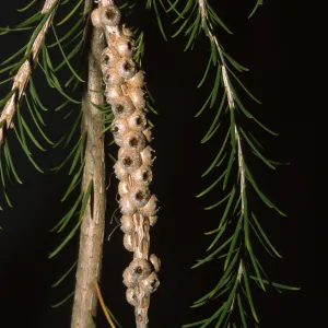 Melaleuca armillaris