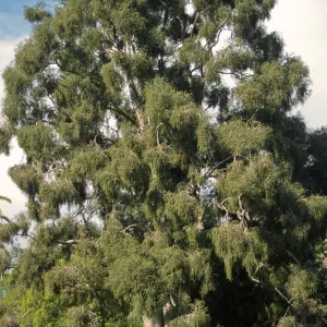 Melaleuca decora