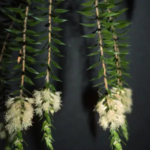 Melaleuca decora