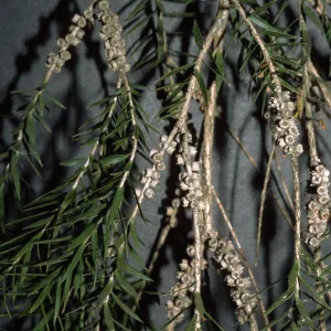 Melaleuca decora