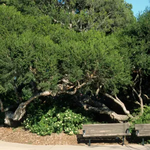 Melaleuca ericifolia