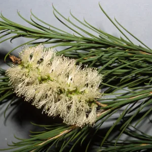 Melaleuca ericifolia