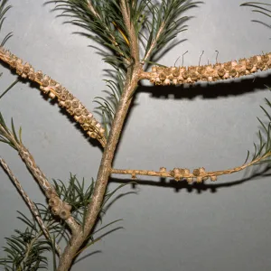 Melaleuca ericifolia