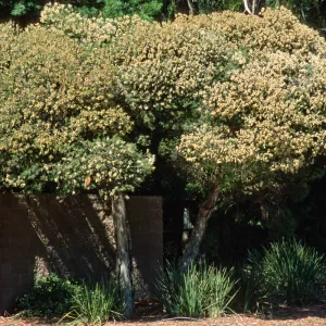 Melaleuca linariifolia