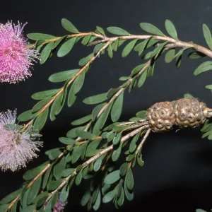 Melaleuca nesophila