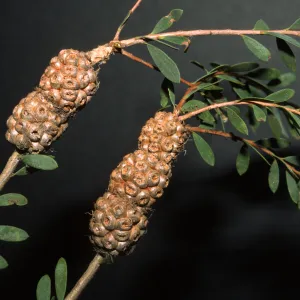 Melaleuca nesophila