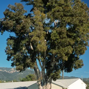 Melaleuca quinquinervia