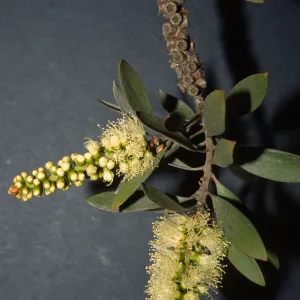 Melaleuca quinquinervia