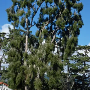 Melaleuca styphelioides