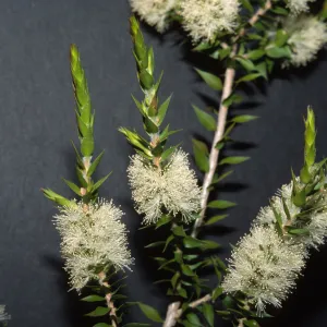 Melaleuca styphelioides