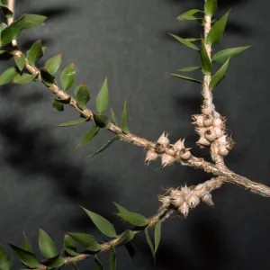 Melaleuca styphelioides