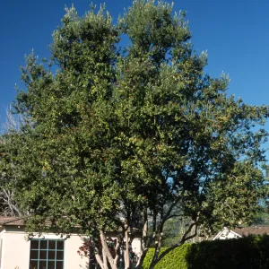 Metrosideros excelsa