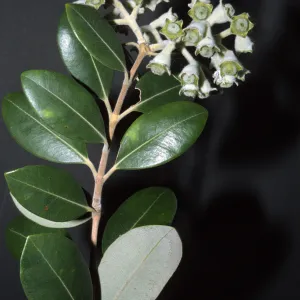 Metrosideros excelsa