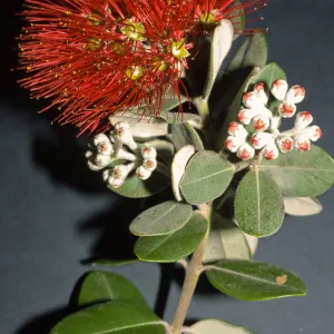 Metrosideros excelsa