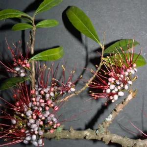 Myrrhinium atropurpureum