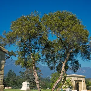 Myrtus communis