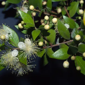 Myrtus communis